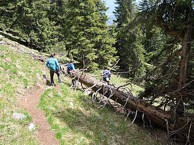 Der Weg wird flacher und ...