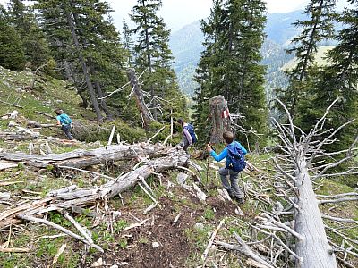 Totholz auf der Südseite des Grats