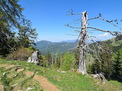 Ein abgestorbener Baum am Rand des Weges 