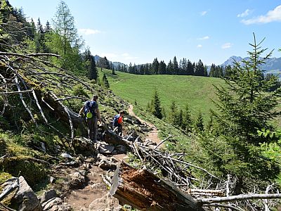 Wir erreichen die Wiesen unterhalb der Gassenleite