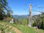 Ein abgestorbener Baum am Rand des Weges