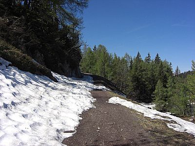 An der Alm rechts in den Forstweg