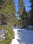 Durch lichten Wald...