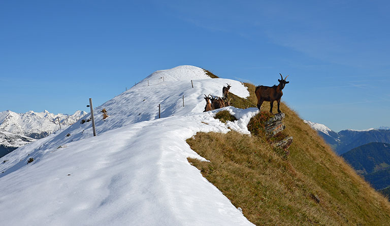 Stollespitze (2005 m)