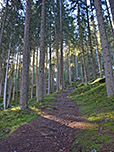 Nach der Holzbrücke geht es durch den Wald...