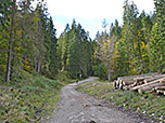...und wandern in den Bergwald hinein