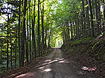 ...und gewinnen über einen Forstweg die ersten Höhenmeter