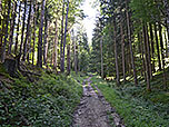 ...und steigen über einen Waldweg steiler aufwärts