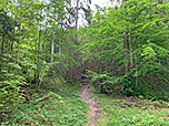 Wir durchwandern lichten Bergwald...