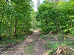 ...und schlagen den Waldweg Richtung Fahrriesbodenkapelle ein