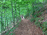 ...und folgen dem Waldweg weiter bergauf
