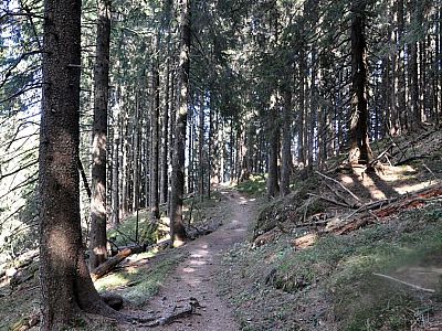 geht es in den Wald zur ...