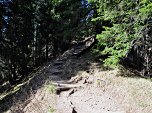 Durch den Wald bergauf