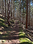 ...und folgen dem Waldweg hinauf...