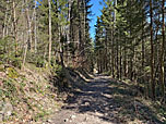 ...und folgen dem Waldweg bergab