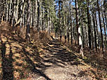 Wir folgen dem breiten Waldweg...