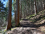 Der Waldweg verjüngt sich...