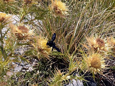 Ein Flugsaurier auf einer Distel
