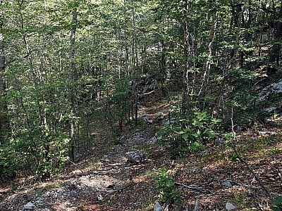 In einem Waldstück genießen wir nochmal den Schatten, ...