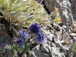 Ein gelb blühendes Alpenaurikel hinter der blauen Ruthenischen Kugeldistel