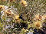 Ein Flugsaurier auf einer Distel