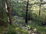 In einem Waldstück verlieren wir deutlich an Höhe