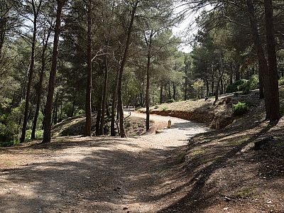 Die breite Forststraße führt durch den Wald bergab.  