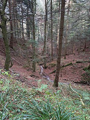 Wir begleiten einen nächsten Bachgraben...