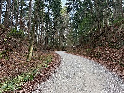 ...und folgen der breiten Forststraße...