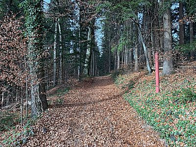 Nach der Kapelle erreichen wir wieder den Wald