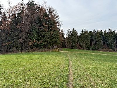 Schließlich nähern wir uns dem nächsten Waldstück...