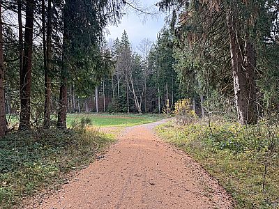 ...und treffen auf einen breiten Forstweg