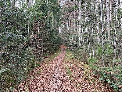 Auf dem zu Beginn matschigen und schmalen Weg...