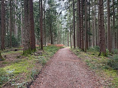 Der Waldweg geht in einen Forstweg über, ...
