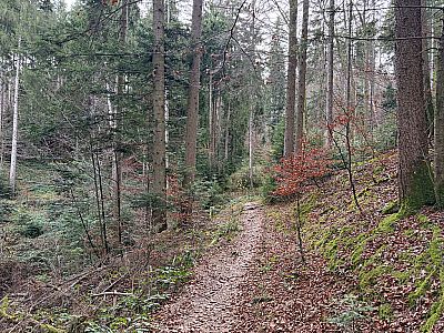 ...der uns hinunter zu einem Pfad bringt