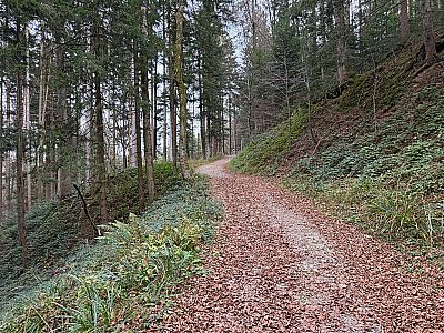 ...mündet später in einen Forstweg