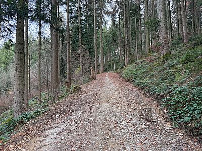 Nach einem Linksbogen geht der Pfad in einen Forstweg über