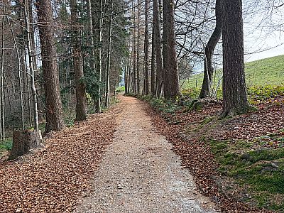 Schließlich lichtet sich der Wald...