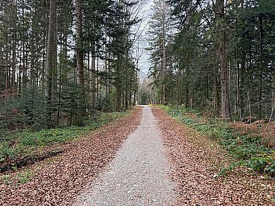 ...und wandern in den Wald hinein