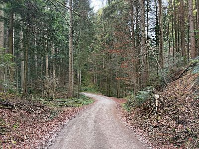 ...und tauchen schließlich in den schattigen Wald ein