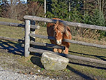 Pony am Gasthaus