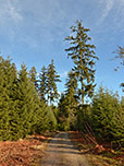 ...und lichten Bergwald spazieren wir hinunter nach Osterwarngau