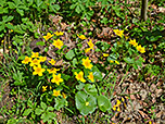 Sumpfdotterblumen