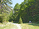 ...und erreichen den Bergwald