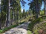 Durch lichten Wald leitet uns ein Karrenweg in nördlicher Richtung bergauf