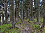 Der Karrenweg wird von einem kleinen Waldpfad abgelöst