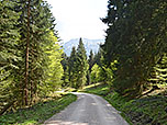 ...leitet uns der Forstweg hinab...