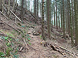 ...biegen wir scharf rechts in einen Waldpfad ein, ...