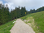 Wir folgen einem breiten Weg in den Bergwald hinein