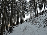 Nach dem Bachgraben geht es noch kurz durch den Wald